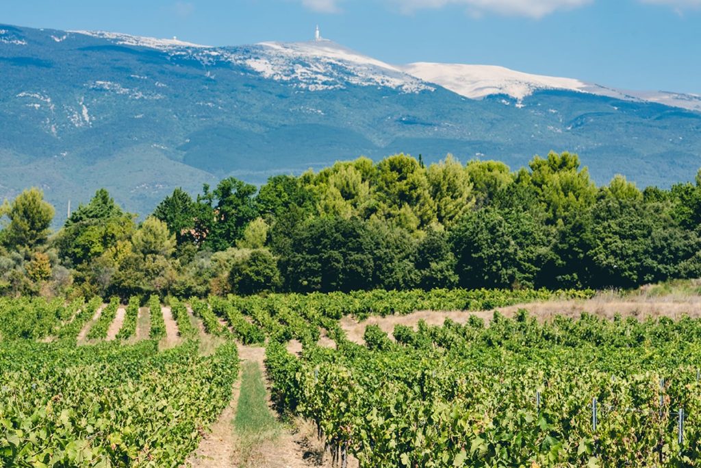 Vignoble Château Pesquié